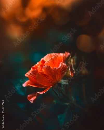 orange rose with dark background