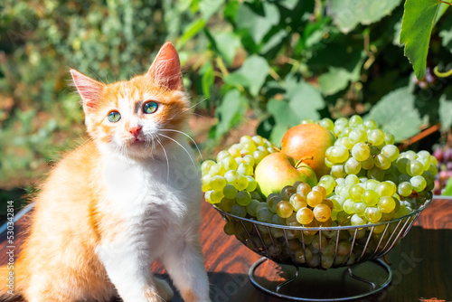 A small red kitten sits next to a vase with autumn fruits, grapes and apples © Natalia