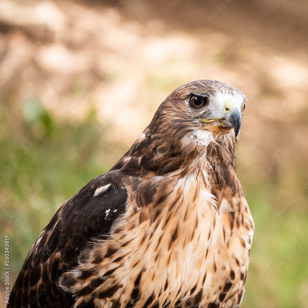 Young golden eagle Young golden eagle