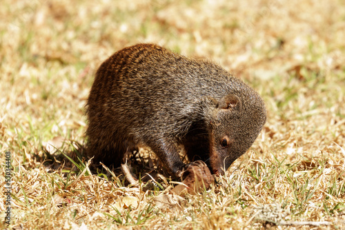 Banded mongoose inspecting potential food