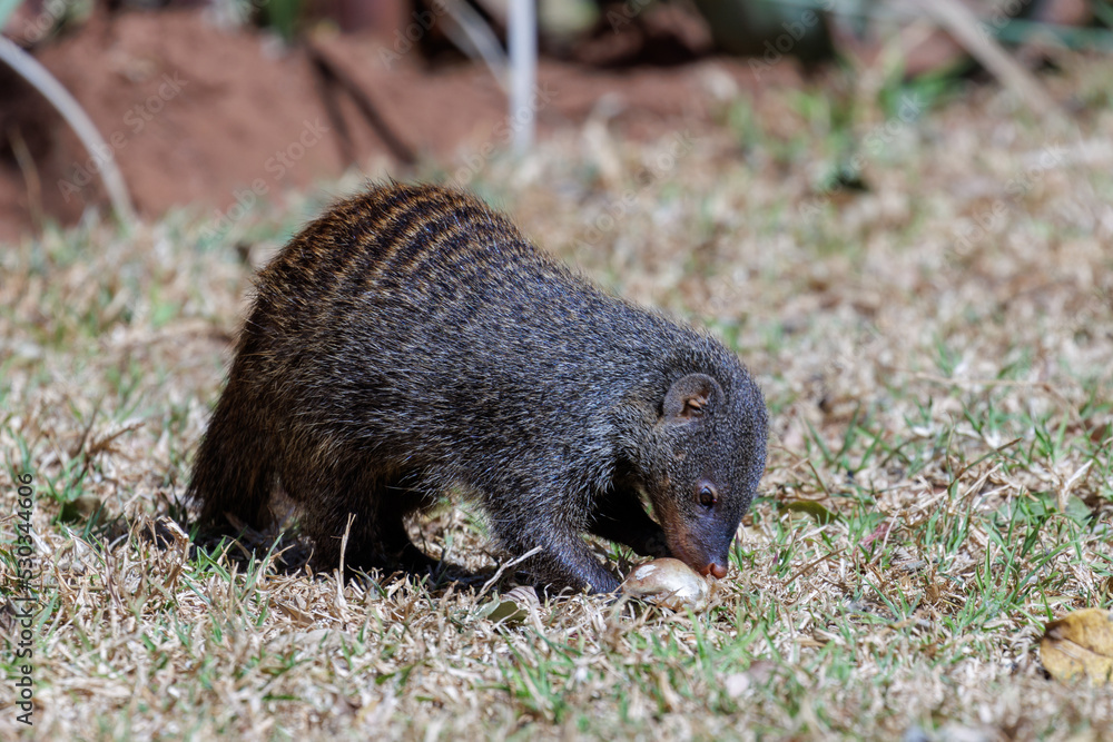 Banded mongoose holdings a food bone. Banded mongoose holdings a food bone.