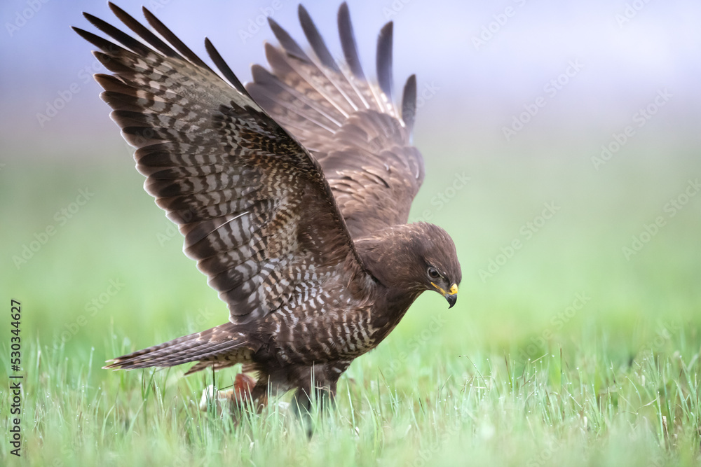 Common buzzard (Buteo buteo) in the fields in winter snow, buzzards in natural habitat, hawk bird on the ground, predatory bird close up winter bird Common buzzard (Buteo buteo) in the fields in winter snow, buzzards in natural habitat, hawk bird on the ground, predatory bird close up winter bird
