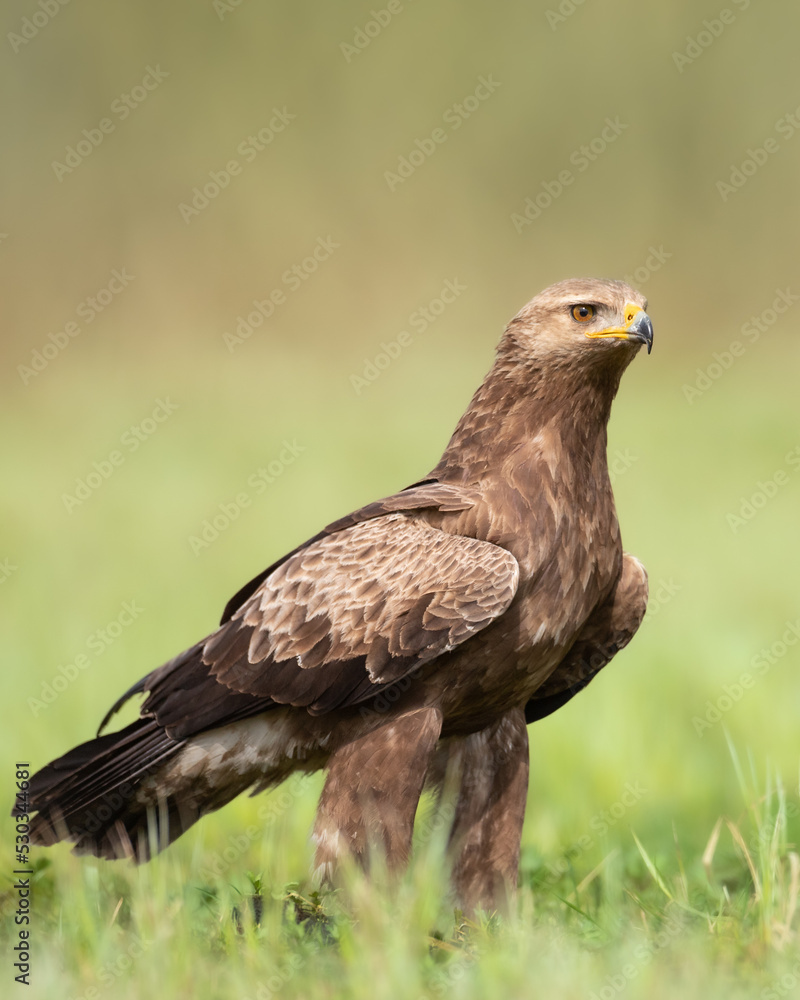 Birds of prey - Lesser Spotted Eagle ( Aquila pomarina ) Birds of prey - Lesser Spotted Eagle ( Aquila pomarina )