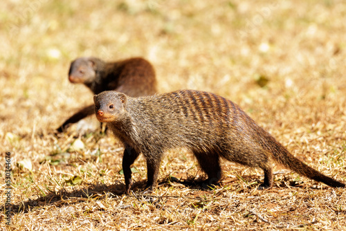 Photography Two banded mongooses Mungos mungo