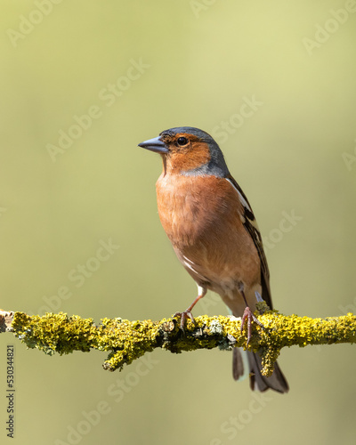 Bird chaffinch Fringilla coelebs perching on tree, male, spring time