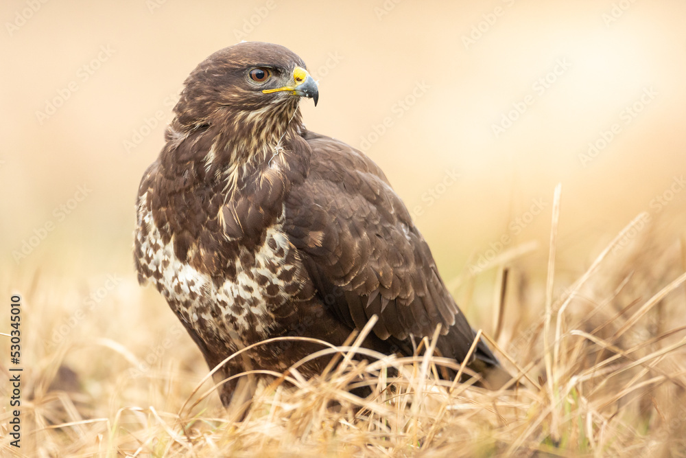 Fototapeta premium Common buzzard (Buteo buteo) in the fields in winter snow, buzzards in natural habitat, hawk bird on the ground, predatory bird close up winter bird 