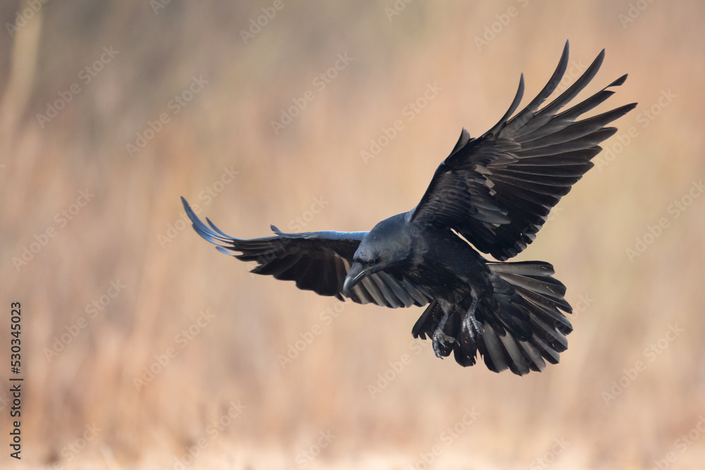 Fototapeta premium A beautiful raven (Corvus corax) flying bird North Poland Europe