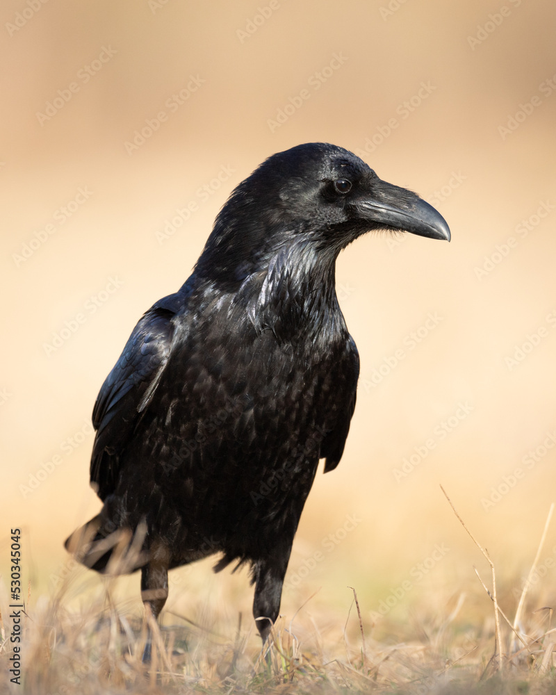 A beautiful raven (Corvus corax) walking among meadow North Poland Europe A beautiful raven (Corvus corax) walking among meadow North Poland Europe