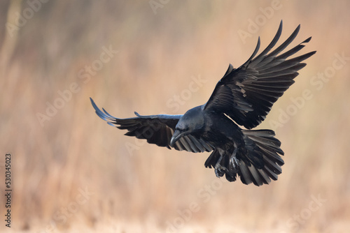 A beautiful raven (Corvus corax) flying bird North Poland Europe © Marcin Perkowski