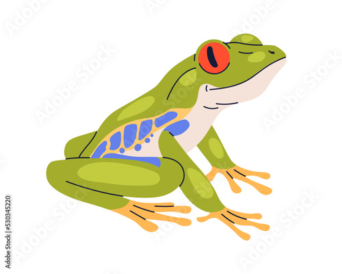 Red-eyed tree frog. Agalychnis callidryas treefrog. Small green froggy, frogl...