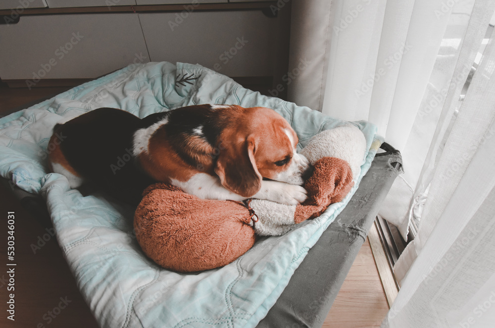 Beagle puppy bite dolls on a bed. Cute Beagle dog . sleeping beagle with dolls.
