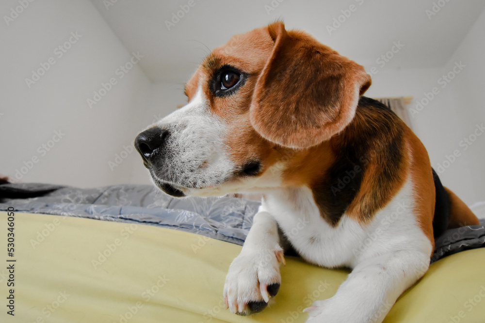 Beagle puppy lying in home on a bed. white wall.
