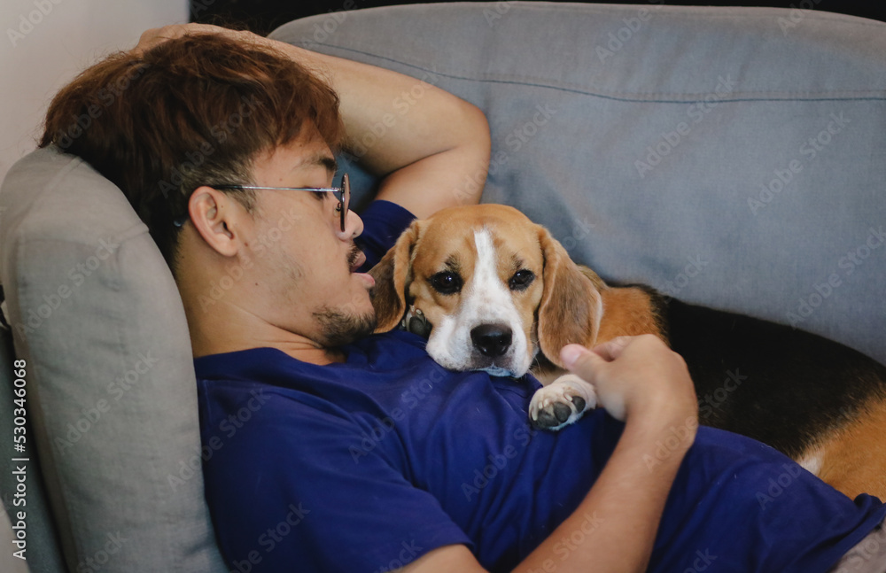 A man and a beagle dog relax sleeping with the owner together on sofa couch in living room home interior background.