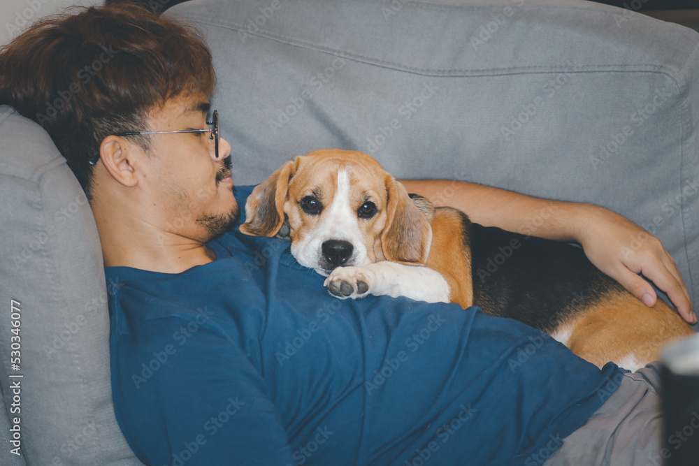A man and a beagle dog relax sleeping with the owner together on sofa couch in living room home interior background.