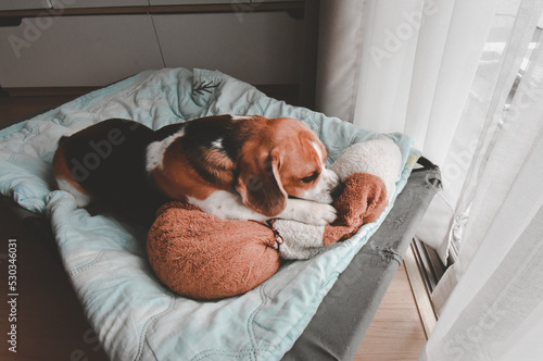 Beagle puppy bite dolls on a bed. Cute Beagle dog . sleeping beagle with dolls.