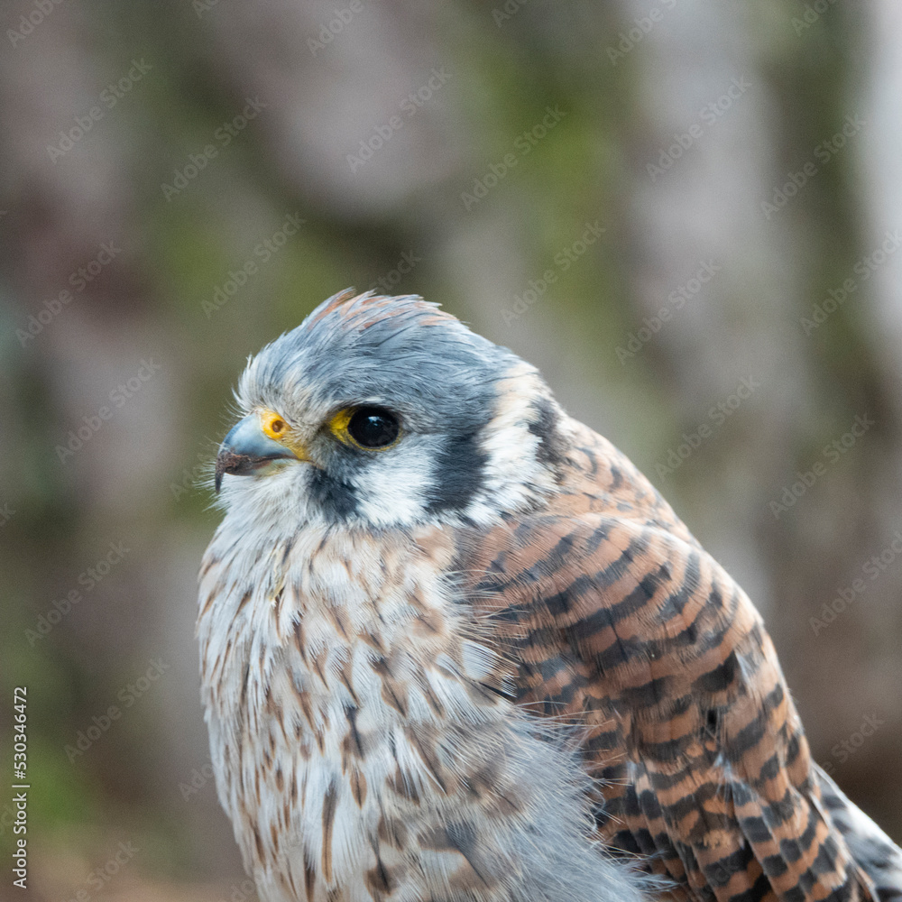 falcon looking in different directions falcon looking in different directions