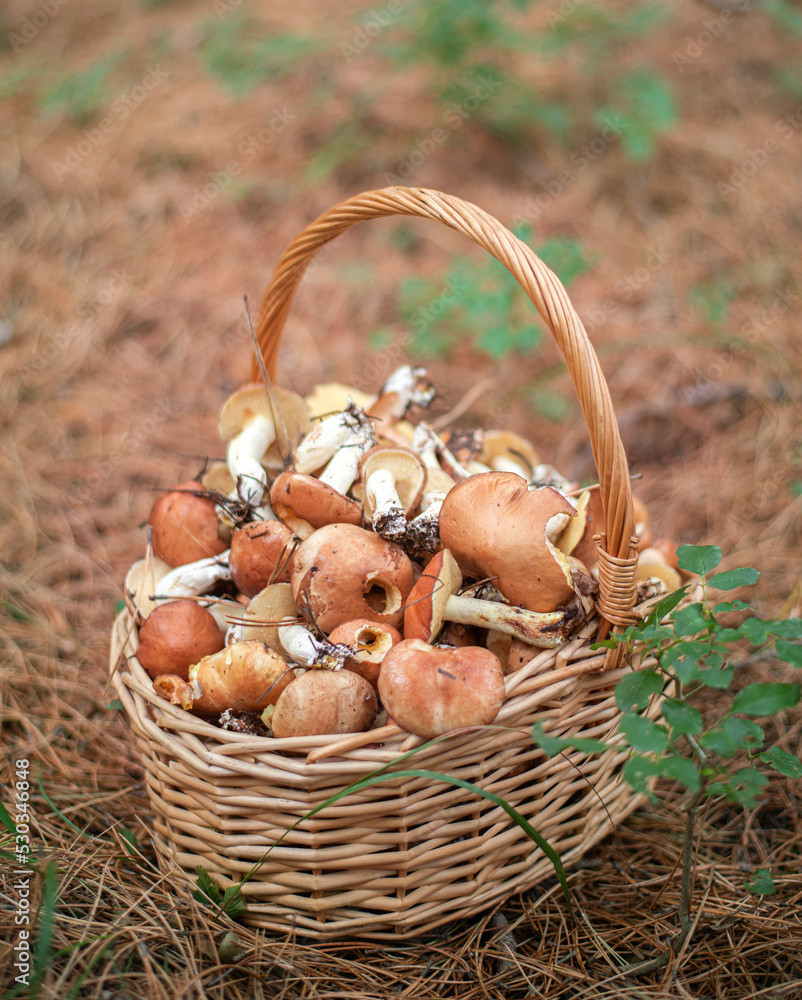 large fresh porcini mushrooms and forest herbs in a wicker basket