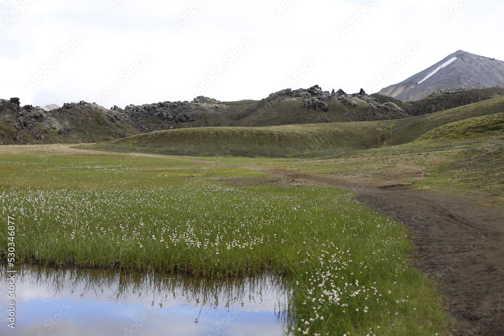 Obraz premium green meadows and river streams