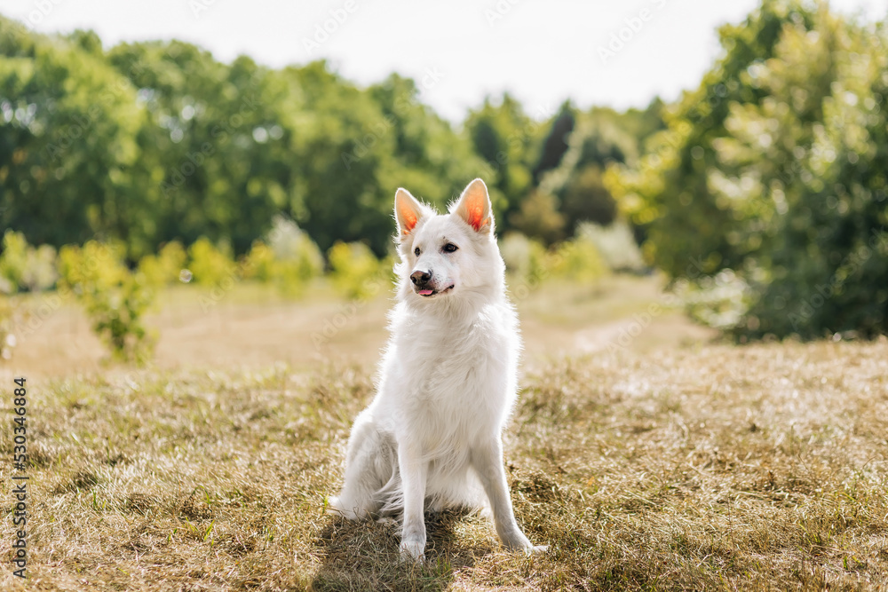 White swiss shepherd dog in autumn park. White swiss shepherd dog in autumn park.