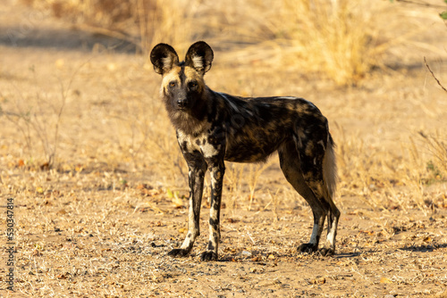Ein neugieriger Afrikanischer Wildhund in der Seitenansicht im sambischen South Luangwa Nationalpark