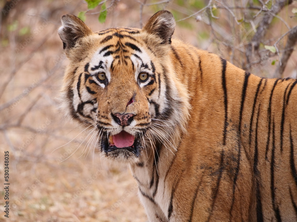 Fototapeta premium Matkasur tiger in Tadoba National Park