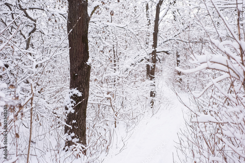 snowy winter forest with oak tree pillars