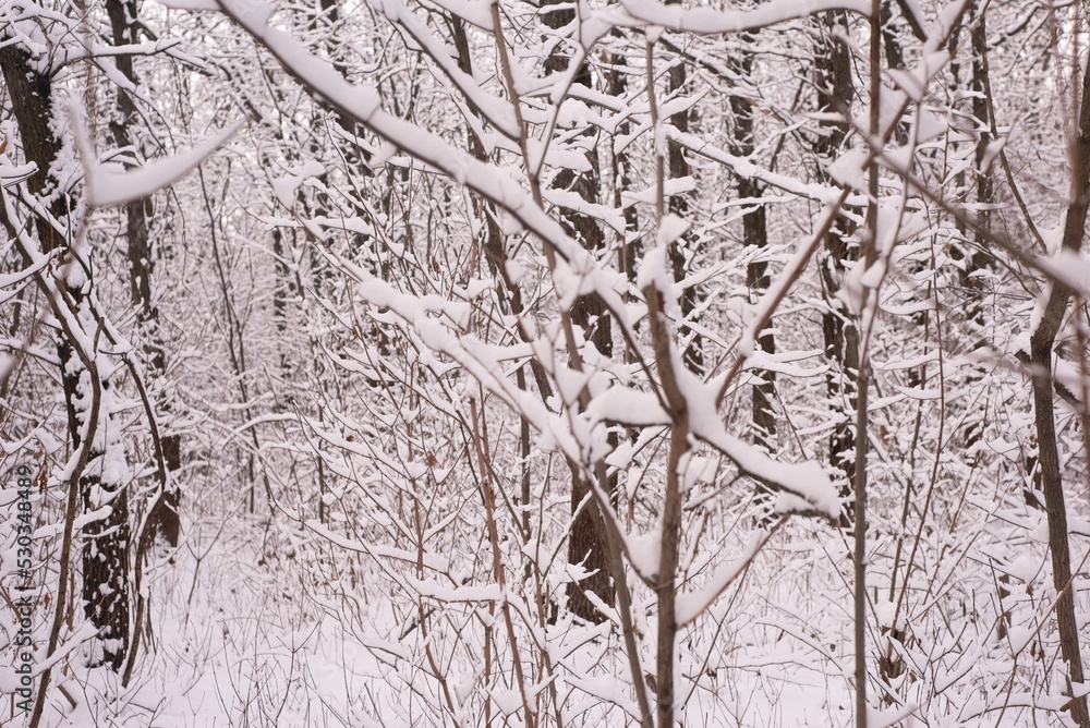 snowy winter forest with oak tree pillars snowy winter forest with oak tree pillars