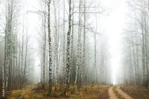 Misty autumn forest. Red autumn in misty forest. Morning fog in autumn forest