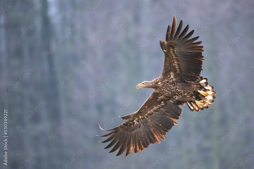 Fototapeta premium Majestic predator White-tailed eagle, Haliaeetus albicilla in Poland wild nature