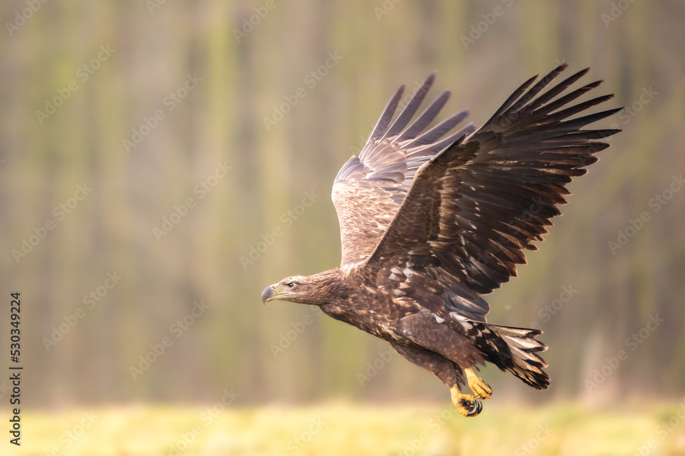 Obraz premium Majestic predator White-tailed eagle, Haliaeetus albicilla in Poland wild nature