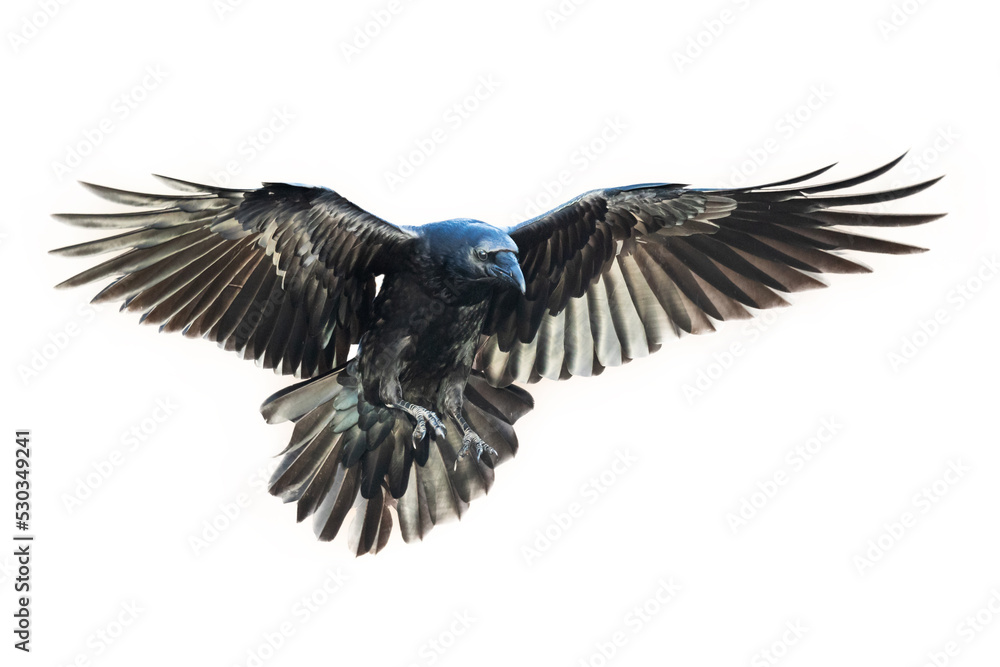 Fototapeta premium Birds flying ravens isolated on white background Corvus corax. Halloween - flying bird