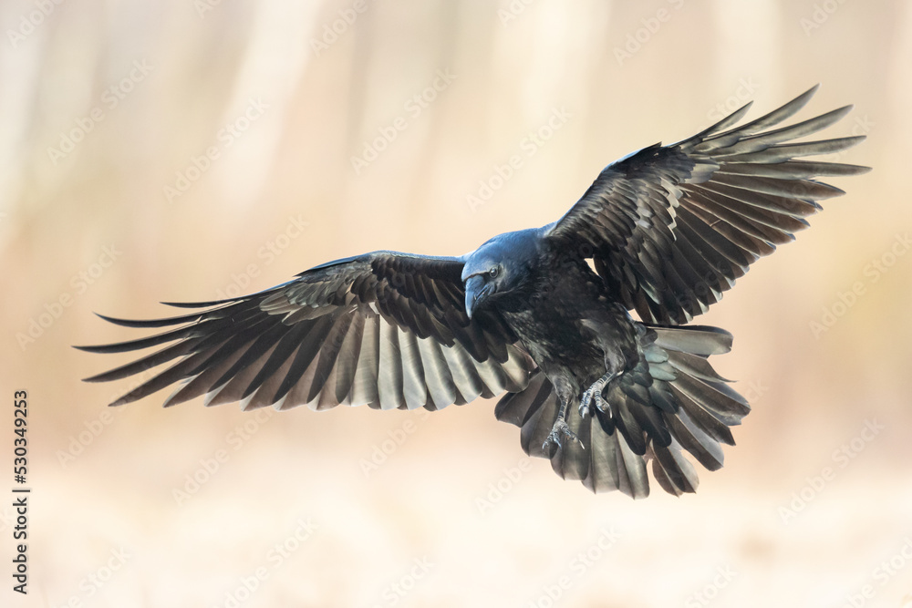 Naklejka premium A beautiful raven (Corvus corax) flying bird North Poland Europe