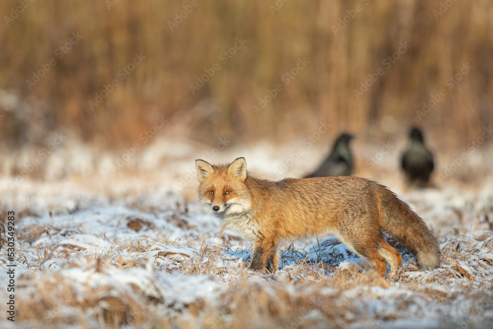 Fototapeta premium Fox (Vulpes vulpes) in autumn scenery, Poland Europe, animal walking among winter meadow in amazing warm light