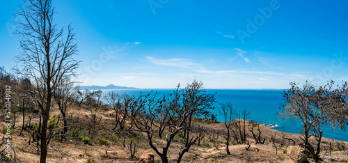 forest and sea photo