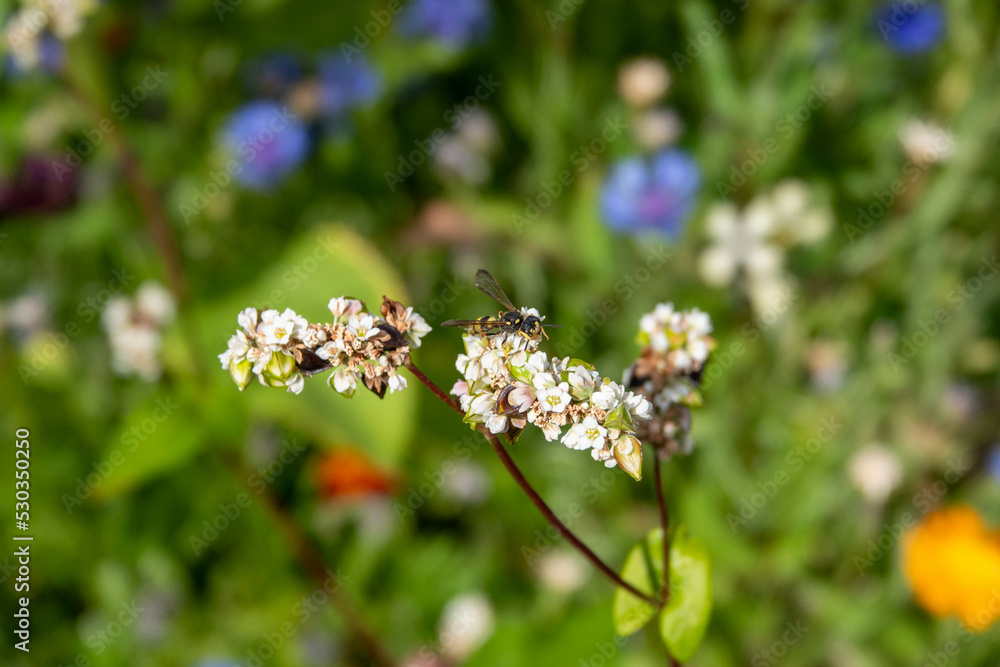 wasp on pink white flowers of buckwheat fagopyrum esculentum plant and heart shaped leaf with colourful wildflowers blurred in the background wasp on pink white flowers of buckwheat fagopyrum esculentum plant and heart shaped leaf with colourful wildflowers blurred in the background