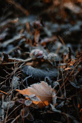 First slight frost in autumn. Freezing leaves on the ground in the morning © Yurii Kushniruk