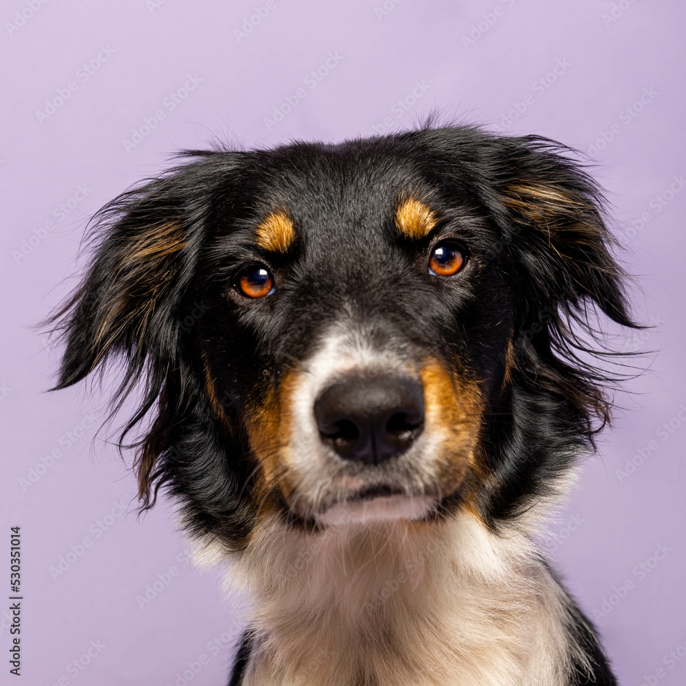 portrait of Border Collie, 1.5 years old, looking at camera against purple background