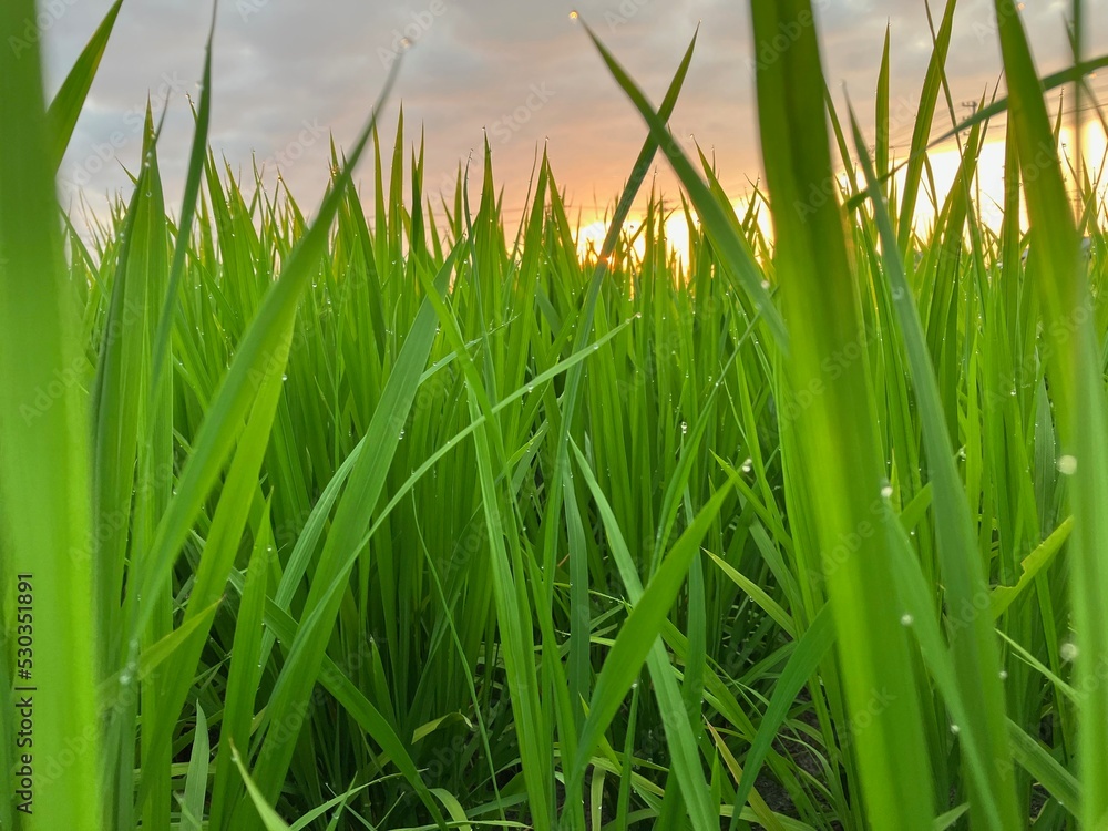 A rice field in the morning dew that shines in the morning sun. It is a leaf of the rice plant growing.
A rice field in the morning dew that shines in the morning sun. It is a leaf of the rice plant growing.