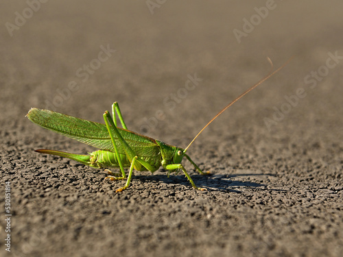 A green grasshopper on a bicycle path.