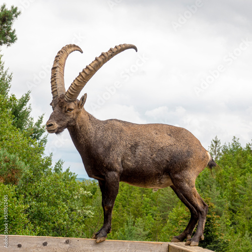alpine ibex fight with horns on rock