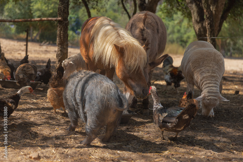 multiple animals to eat on farm.