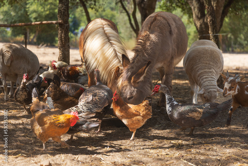 multiple animals to eat on farm.