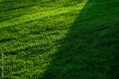 Lush Green Grass Growing Long on Lawn or Yard Growth with Shadow or Shade