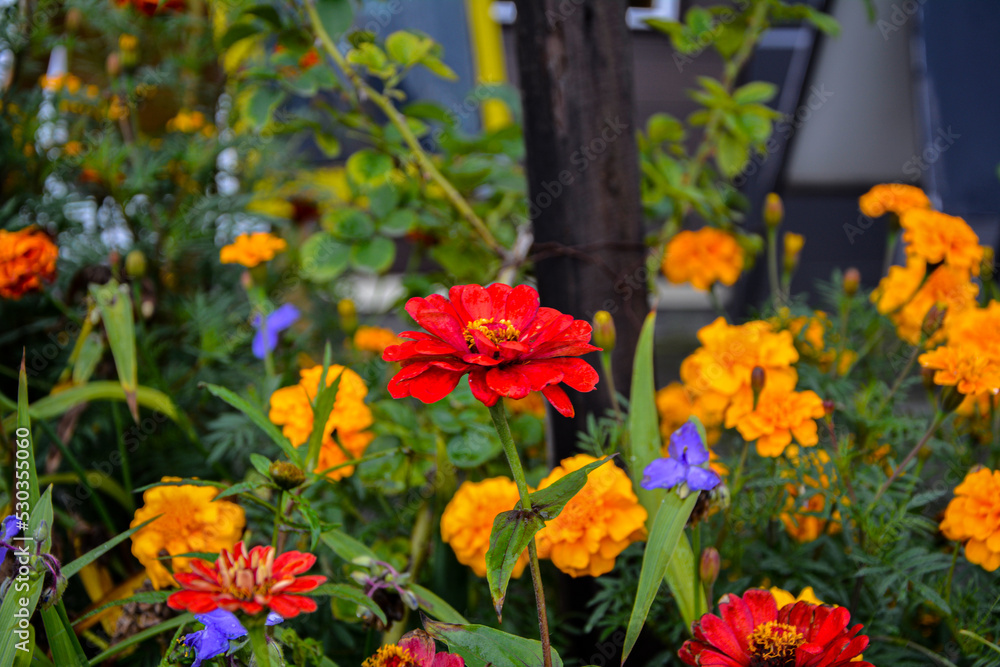 Garden of colorful Zinnia Flower .