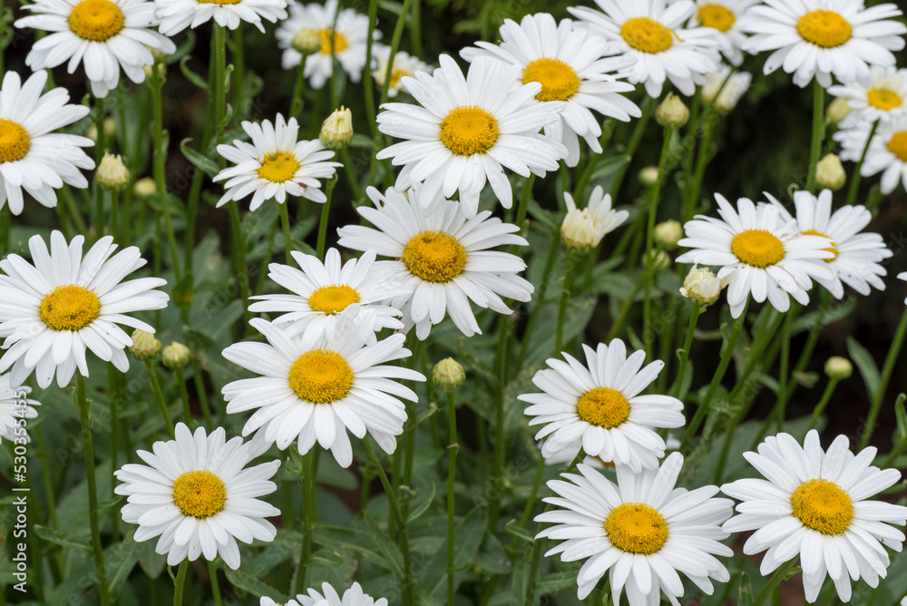 A Patch Of Beautiful White Daisies In The Garden In July A Patch Of Beautiful White Daisies In The Garden In July