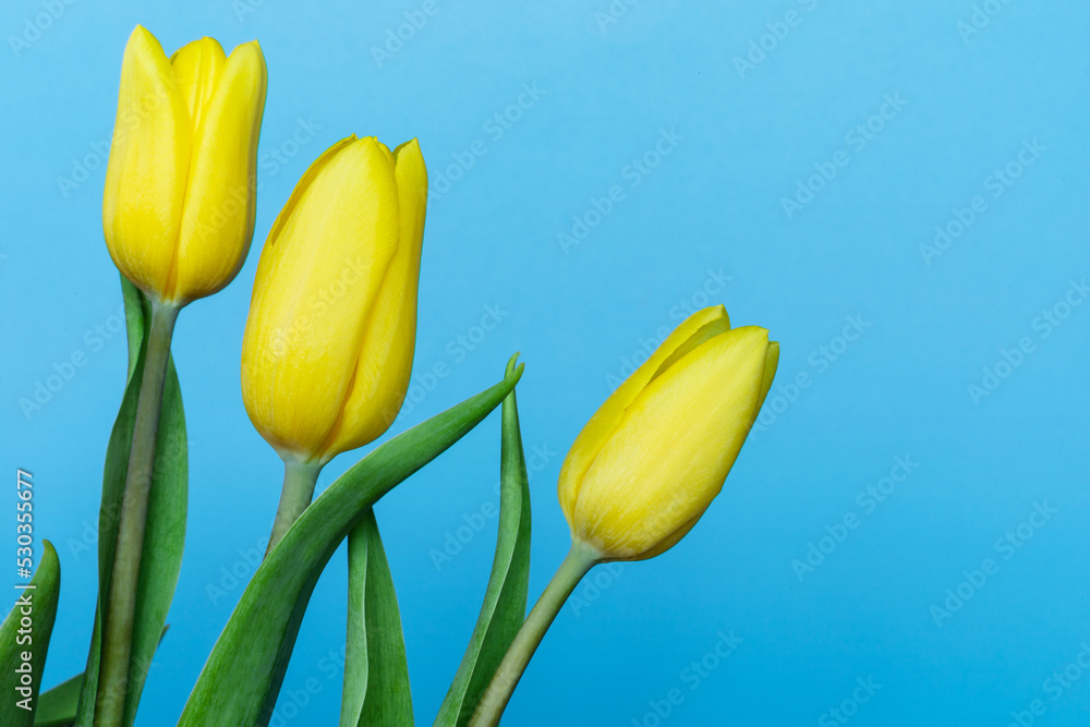 Fototapeta premium Three yellow tulips on blue background with copy space. Bouquet of spring flowers