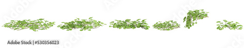 3d illustration of set Dichondra repens tree isolated on white and its mask photo