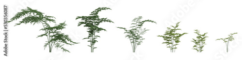 3d illustration of set Asparagus setaceus tree isolated on white and its mask