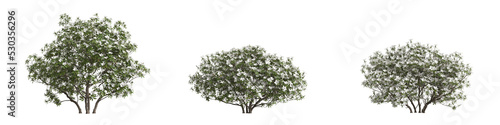 3d illustration of set Ilex cornuta bonsai isolated on white and its mask