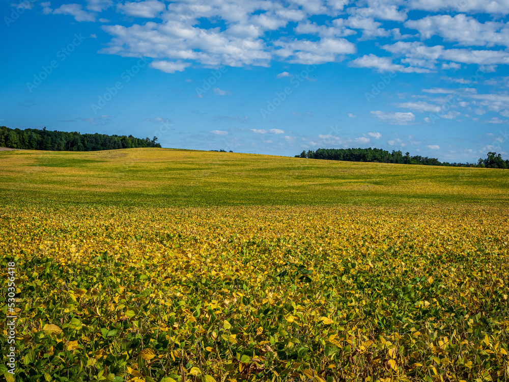 yellow green soybean fields in the fall yellow green soybean fields in the fall